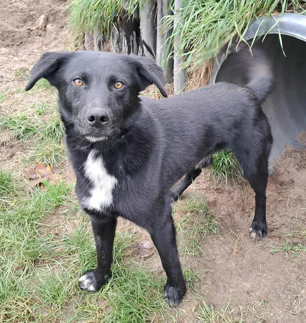 Pies do adopcji, Olsztyn, 19 września 2025 (2/5)