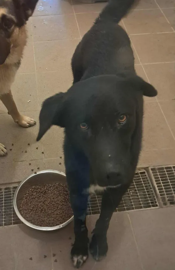 Pies do adopcji, Olsztyn, 19 września 2025 (4/5)