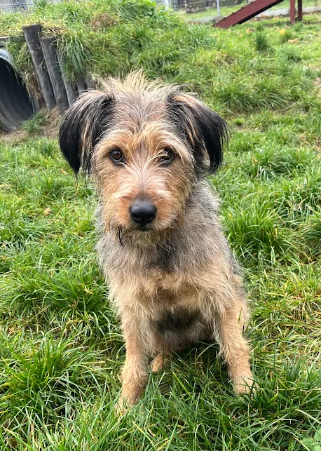 Pies do adopcji, Olsztyn, 16 września 2025 (2/4)