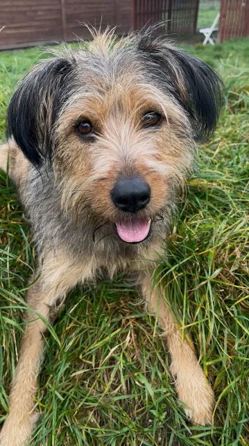 Pies do adopcji, Olsztyn, 16 września 2025 (3/4)