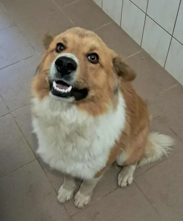 Pies do adopcji, Olsztyn, 8 września 2025