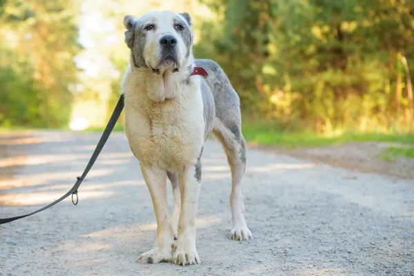 Pies do adopcji, Nowodwór, 10 października 2025 (1/5)