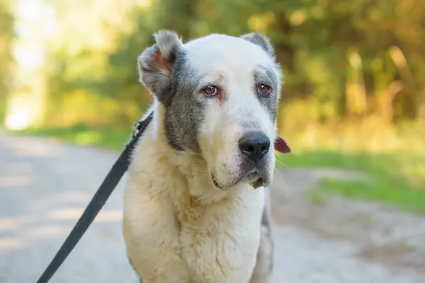 Pies do adopcji, Nowodwór, 10 października 2025 (2/5)