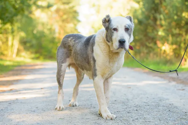 Pies do adopcji, Nowodwór, 10 października 2025 (4/5)