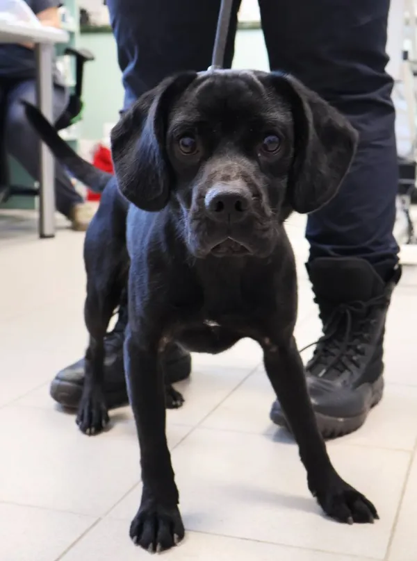 Znaleziono psa, Łódź, 10 października 2025 (2/4)