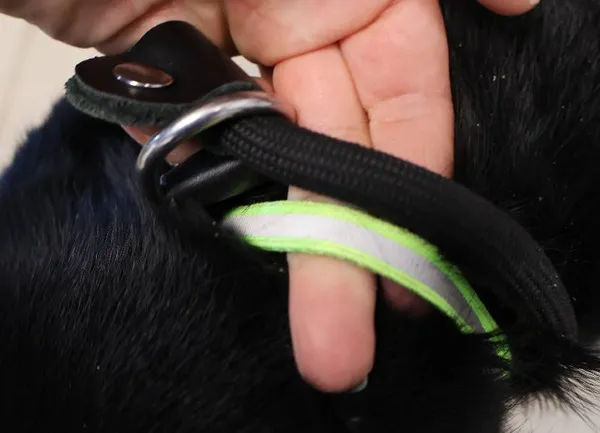 Znaleziono psa, Łódź, 10 października 2025 (4/4)