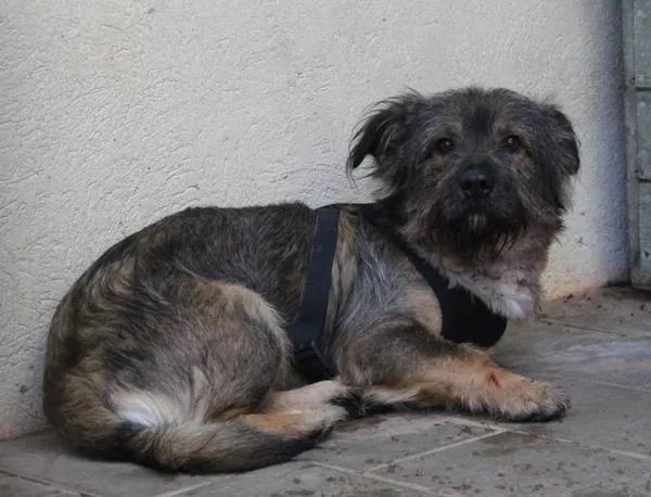 Znaleziono psa, Łódź, 9 października 2025 (1/5)