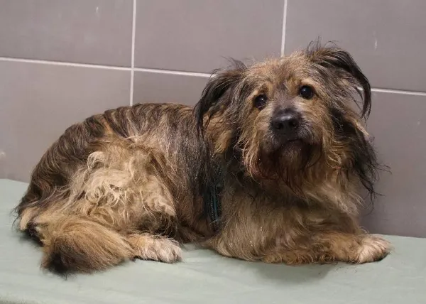 Znaleziono psa, Łódź, 9 października 2025 (2/5)