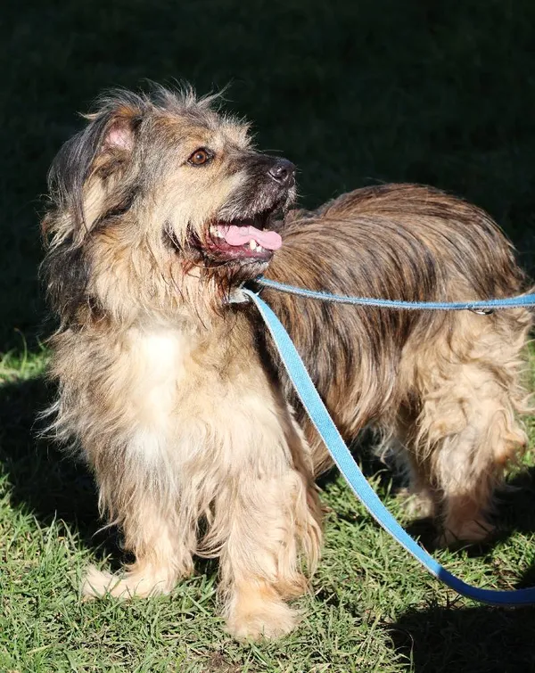 Znaleziono psa, Łódź, 9 października 2025 (4/5)