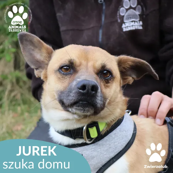 Pies do adopcji, Dąbrówka, 10 października 2025 (1/4)