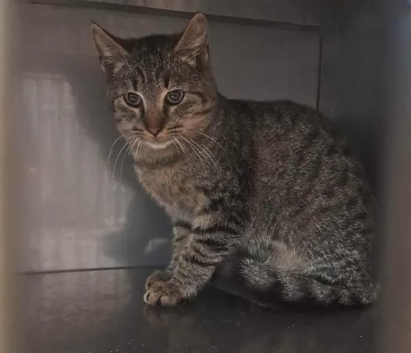 Znaleziono kota, Olsztyn, 8 października 2025 (4/4)