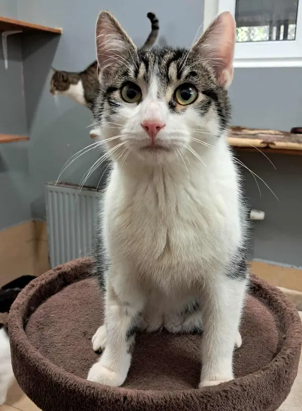 Znaleziono kota, Olsztyn, 7 października 2025 (2/5)