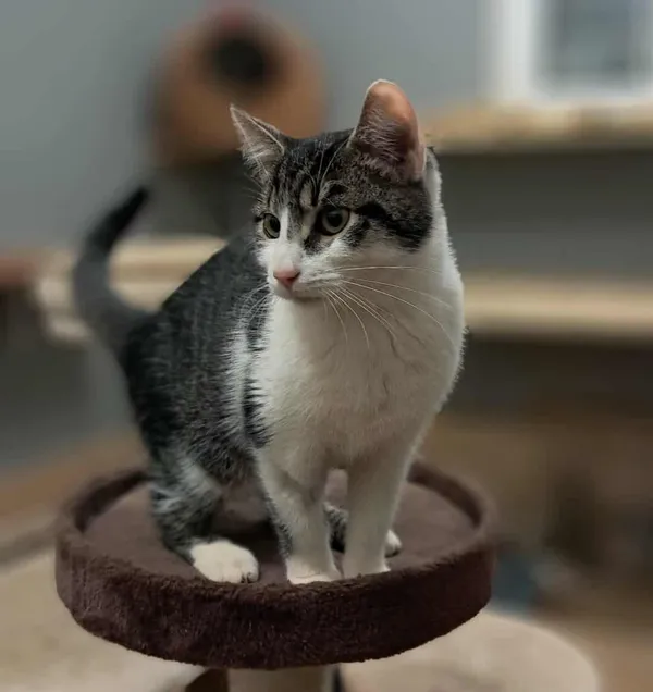 Znaleziono kota, Olsztyn, 7 października 2025 (3/5)