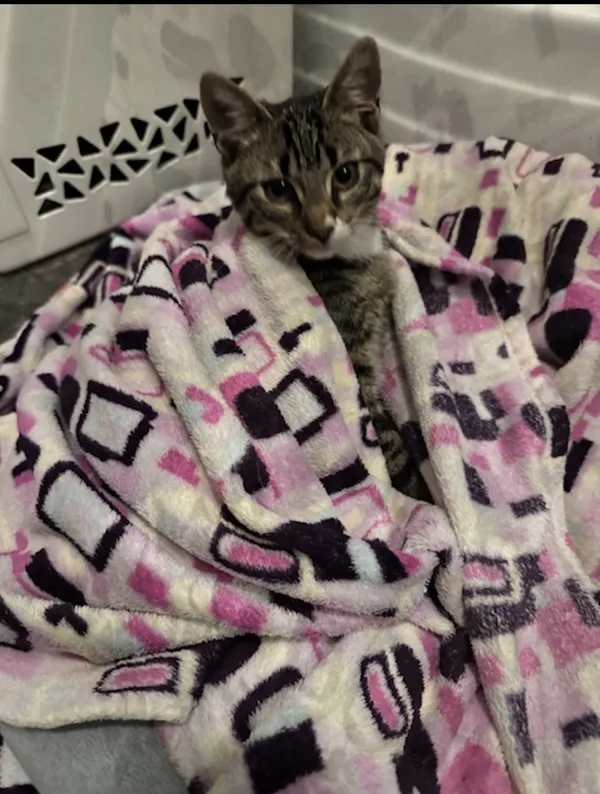 Zaginął kot, Łódź, 10 października 2025