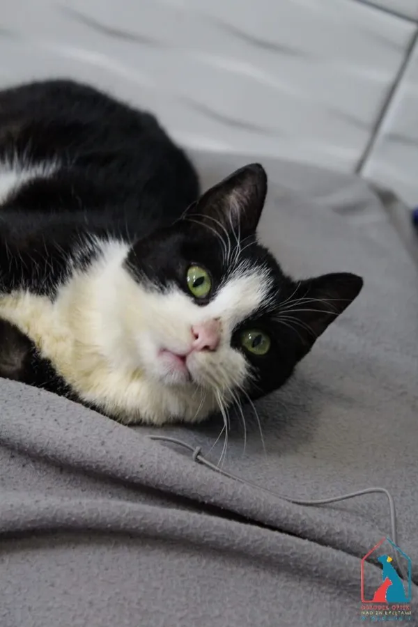 Kot do adopcji, Grudziądz, 3 października 2025 (1/5)