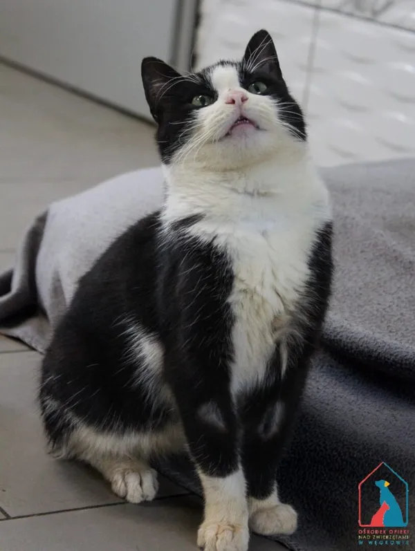 Kot do adopcji, Grudziądz, 3 października 2025 (4/5)