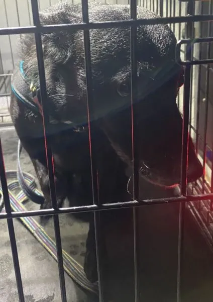 Znaleziono psa, Radom, 10 października 2025