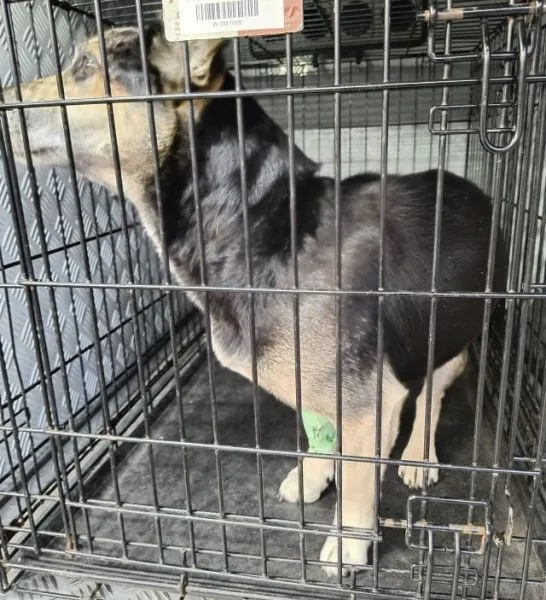 Znaleziono psa, Radom, 8 października 2025