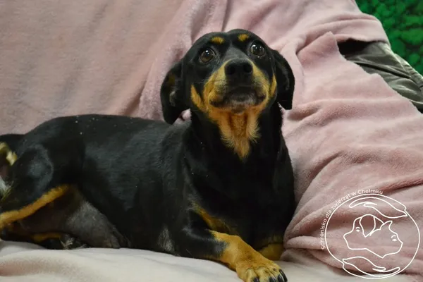 Pies do adopcji, Chełmek, 12 sierpnia 2025