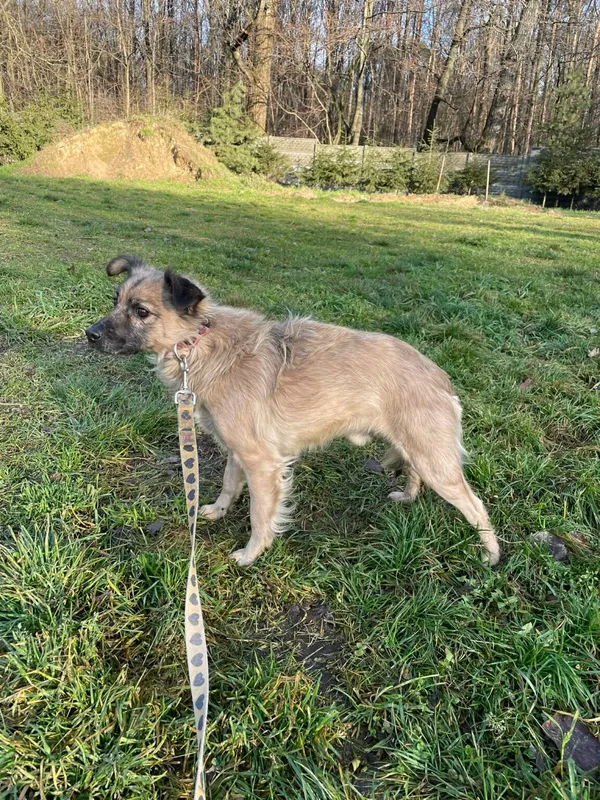 Pies do adopcji, Zgierz, 9 października 2025 (1/2)