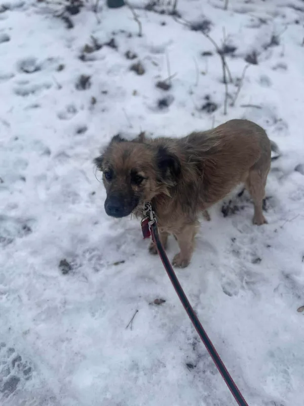 Pies do adopcji, Zgierz, 9 października 2025 (1/5)