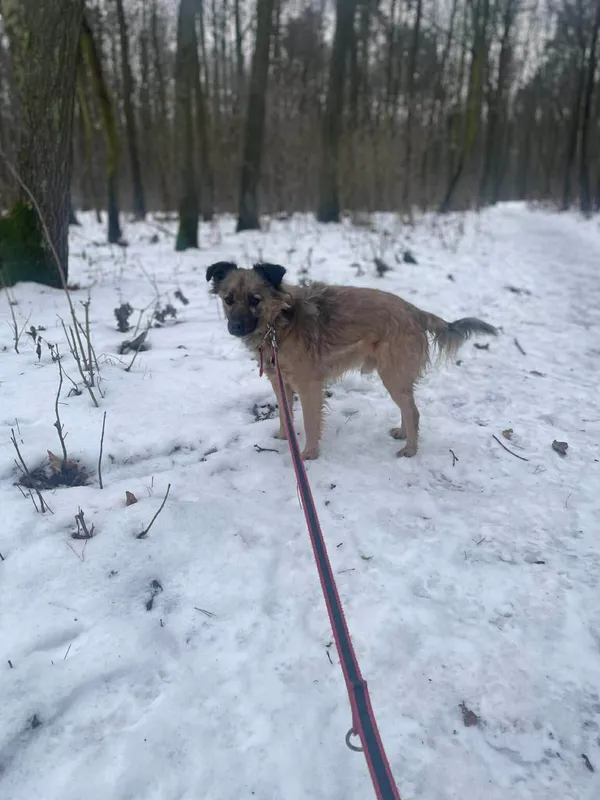 Pies do adopcji, Zgierz, 9 października 2025 (3/5)