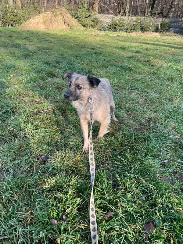 Pies do adopcji, Zgierz, 9 października 2025 (5/5)