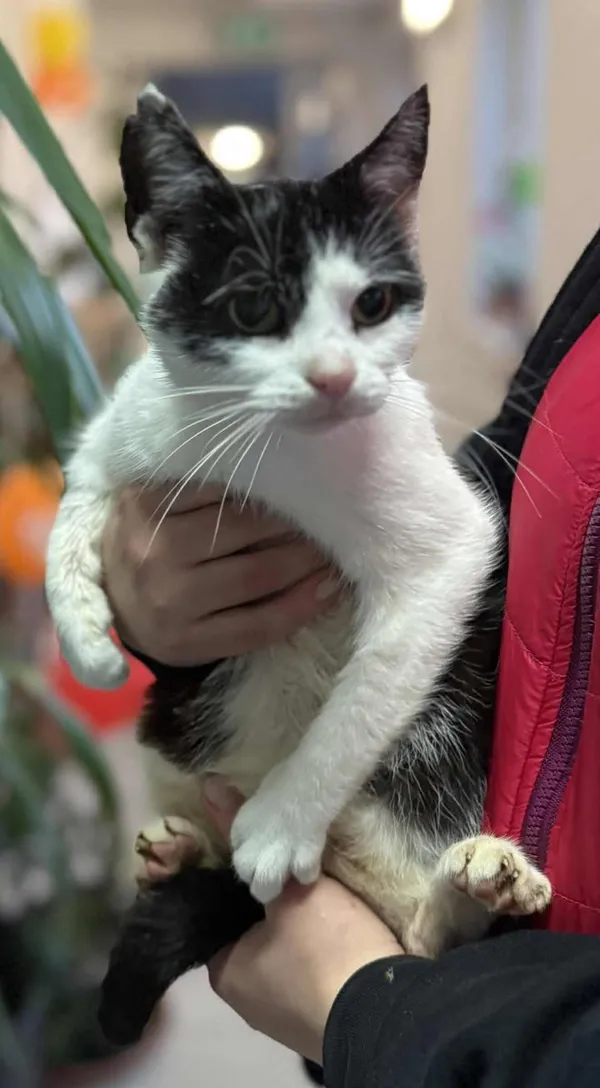 Znaleziono kota, Lublin, 7 października 2025