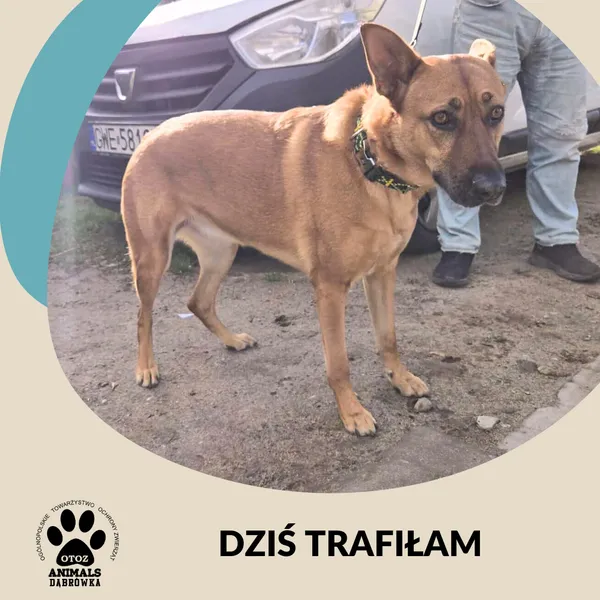 Znaleziono psa, Dąbrówka, 10 października 2025