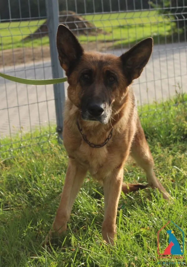 Pies do adopcji, Grudziądz, 3 października 2025