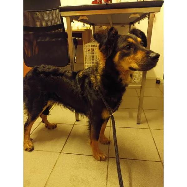 Znaleziono psa, Białystok, 10 października 2025