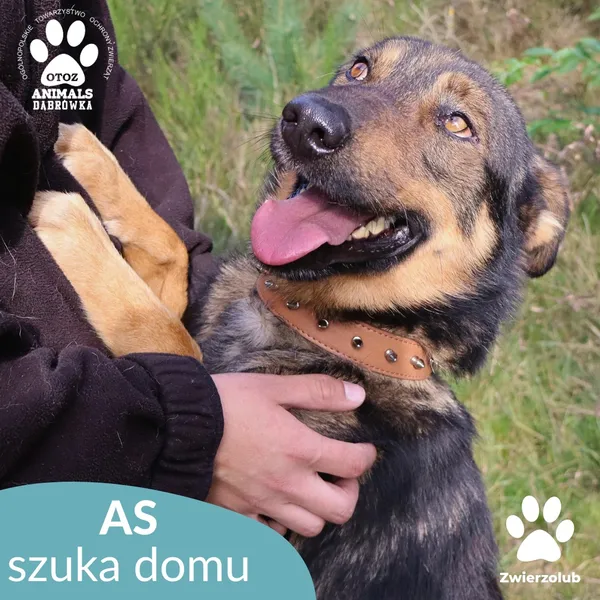 Pies do adopcji, Dąbrówka, 11 października 2025 (1/4)