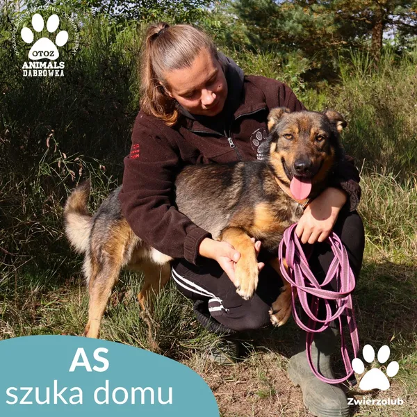 Pies do adopcji, Dąbrówka, 11 października 2025 (3/4)