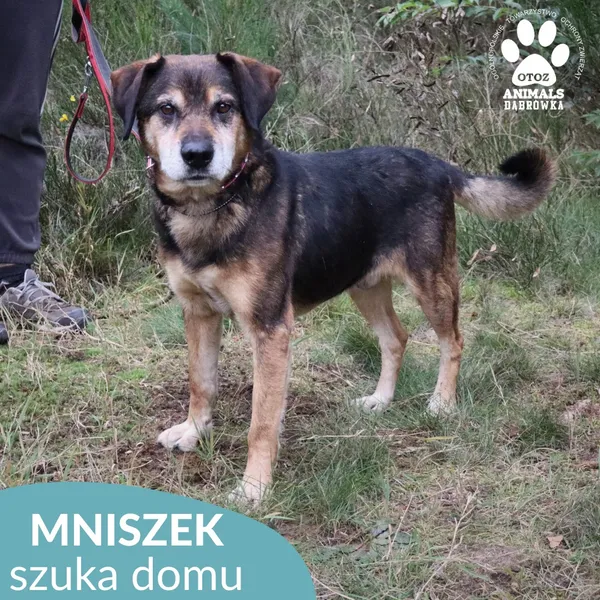 Pies do adopcji, Dąbrówka, 11 października 2025 (3/4)