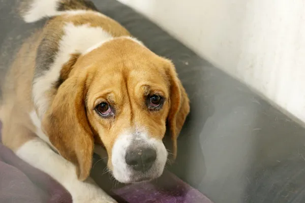 Znaleziono psa, Wałbrzych, 7 października 2025