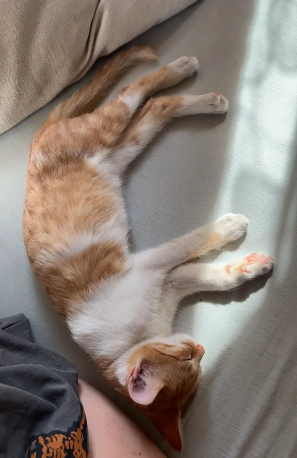 Zaginął kot, Lublin, Sławin, 12 października 2025