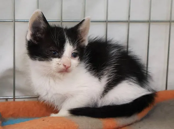 Znaleziono kota, Łódź, 11 października 2025 (1/5)