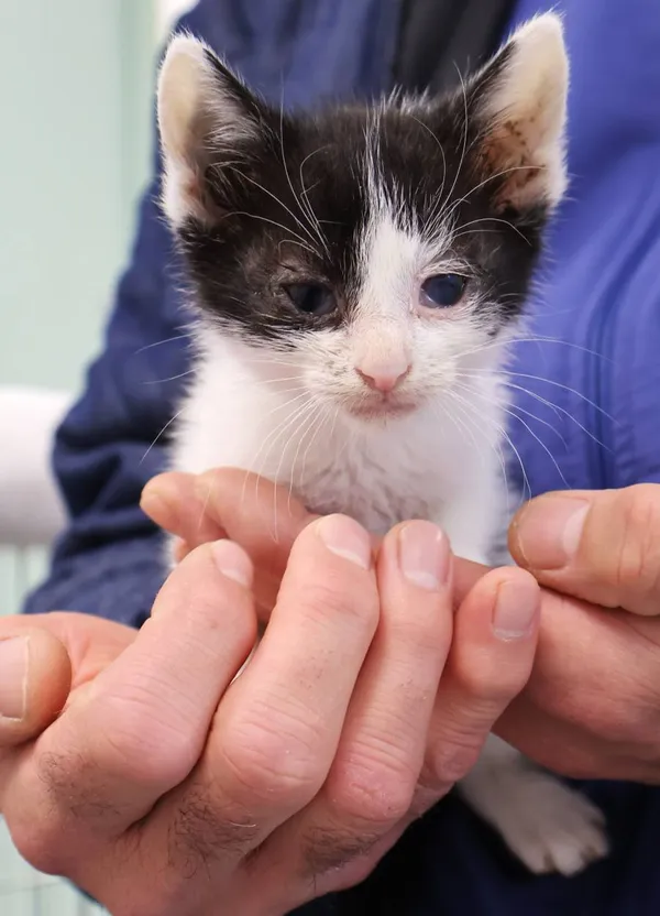 Znaleziono kota, Łódź, 11 października 2025 (2/5)