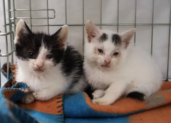 Znaleziono kota, Łódź, 11 października 2025 (4/5)