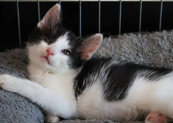 Znaleziono kota, Łódź, 11 października 2025 (5/5)