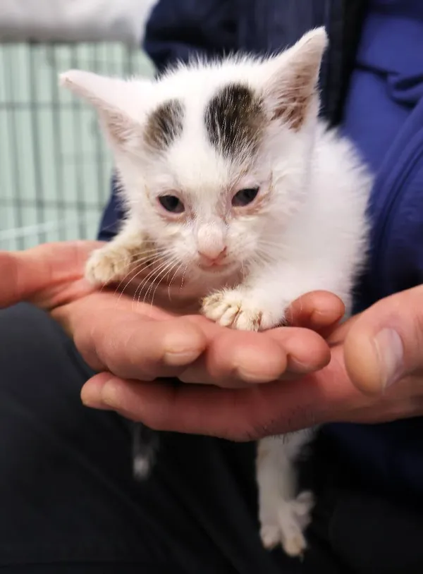 Znaleziono kota, Łódź, 11 października 2025 (1/5)