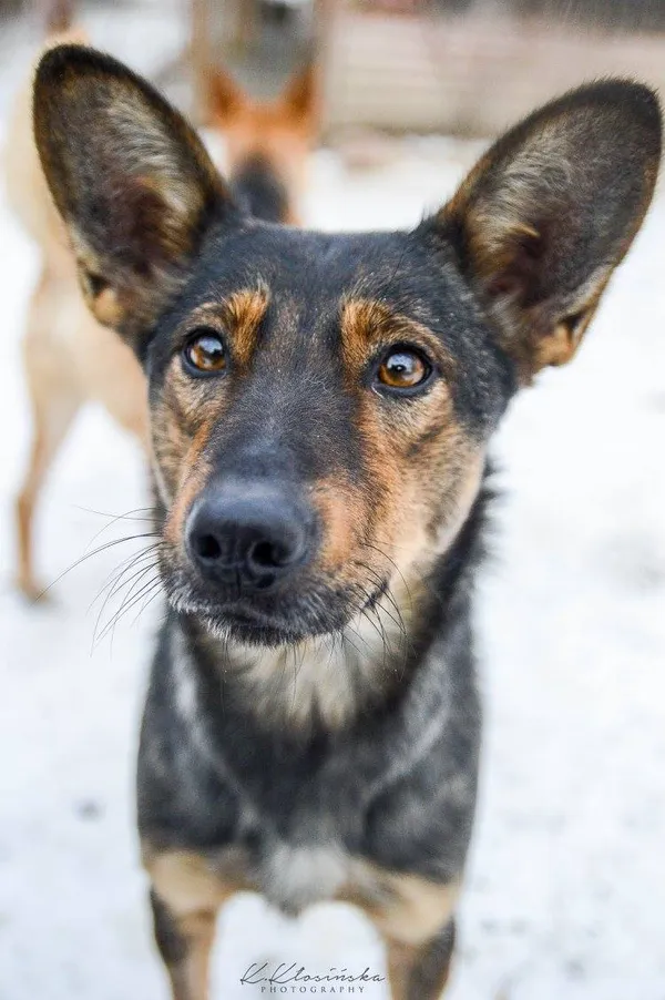 Oddam psa, Olsztyn, Wojska Polskiego, 12 października 2025 (1/6)