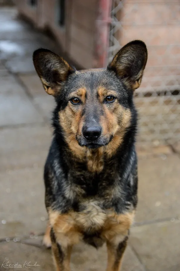 Oddam psa, Olsztyn, Wojska Polskiego, 12 października 2025 (2/6)