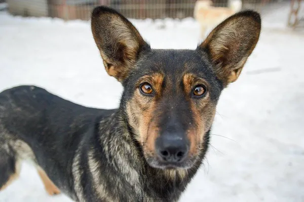 Oddam psa, Olsztyn, Wojska Polskiego, 12 października 2025 (3/6)