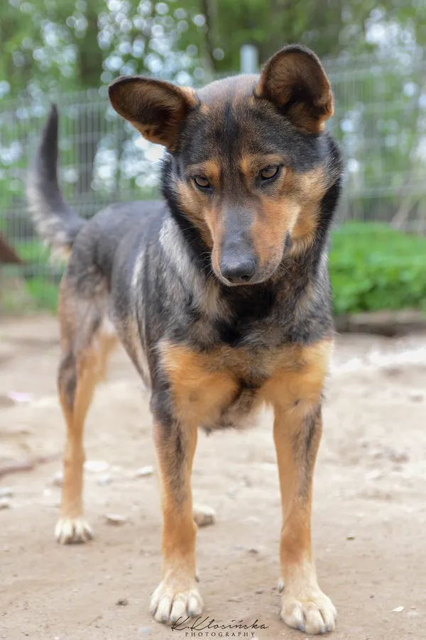 Oddam psa, Olsztyn, Wojska Polskiego, 12 października 2025 (4/6)