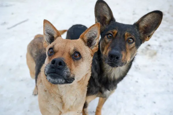 Oddam psa, Olsztyn, Wojska Polskiego, 12 października 2025 (5/6)