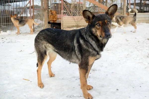 Oddam psa, Olsztyn, Wojska Polskiego, 12 października 2025 (6/6)