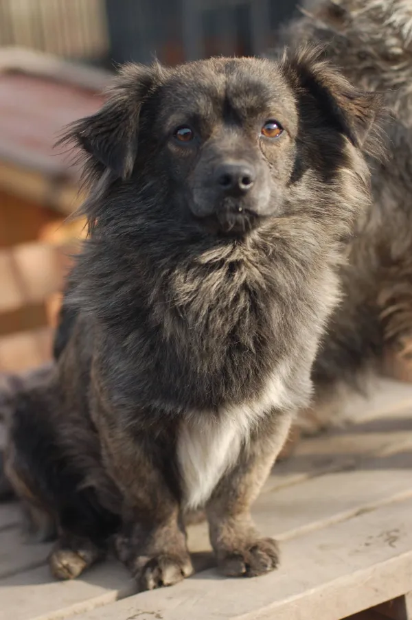 Oddam psa, Warszawa, Pelcowizna, 12 października 2025 (1/6)