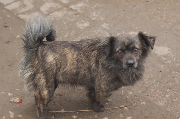 Oddam psa, Warszawa, Pelcowizna, 12 października 2025 (2/6)