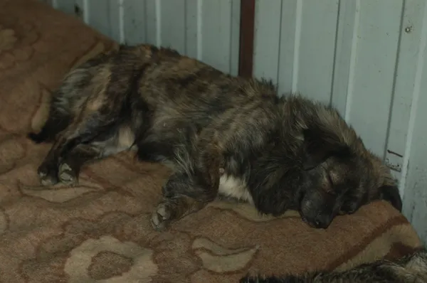 Oddam psa, Warszawa, Pelcowizna, 12 października 2025 (3/6)